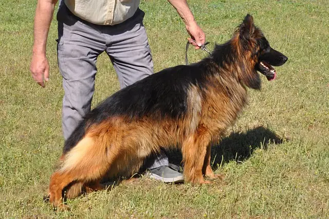 How to Control German shepherd Shedding