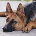 common stomach issues in german shepherd