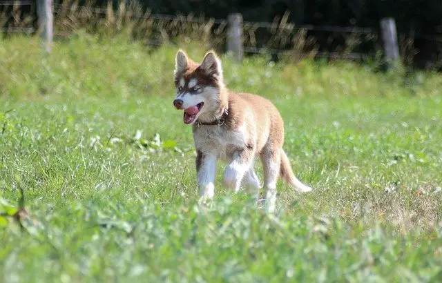 Is A German Shepherd Husky Mix Puppy Easy To Train