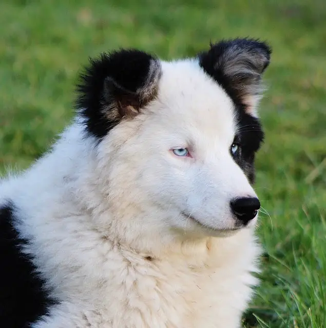 Husky Puppies - Temperament and Personality