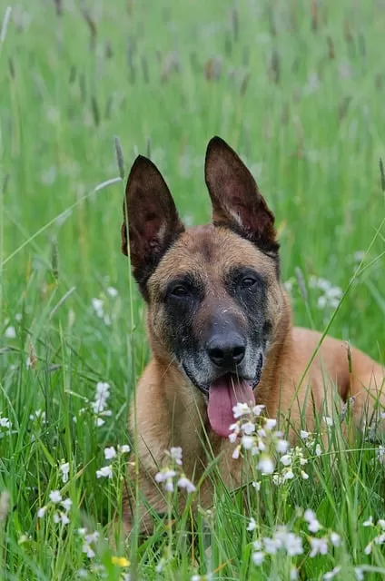 How To Train A Belgian Malinois Puppy?