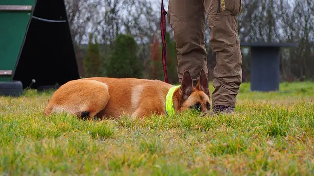 How to Train a Belgian Malinois puppy not to bite