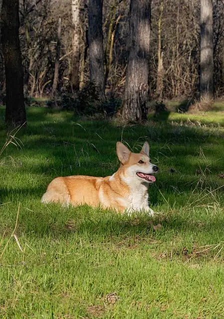 Pembroke Welsh Corgi Temperament