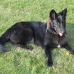 What Is a Belgian Shepherd?