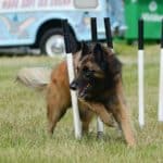 Belgian Tervuren Health Problems