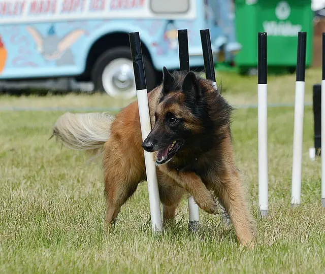 Belgian Tervuren Health Problems