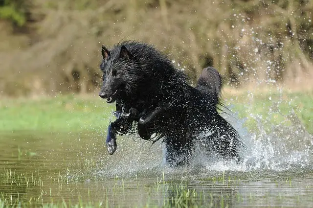 Belgian Groenendael Temperament