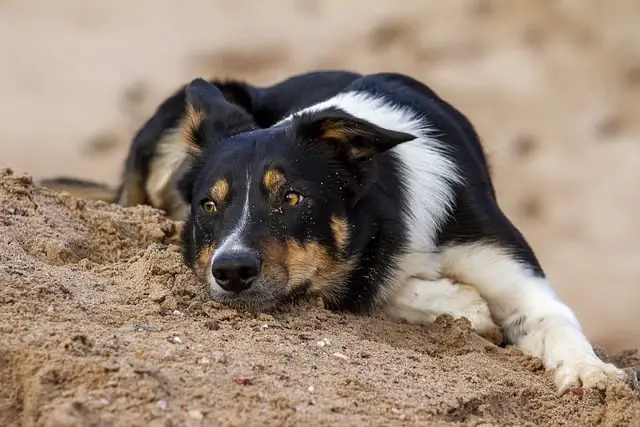 border collie food allergies