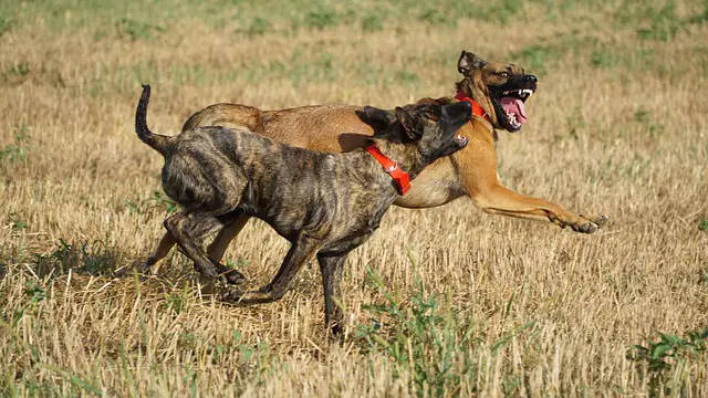 Dutch Shepherd Dog Aggression