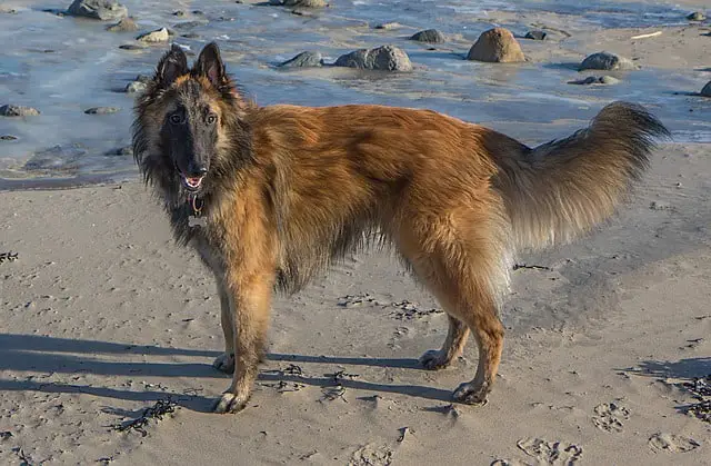 Belgian Tervuren Allergies Causes, Symptoms and Treatments