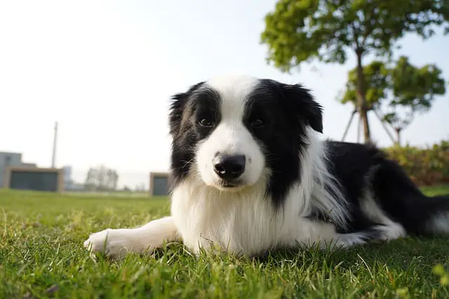 Border Collie Breathing Problems