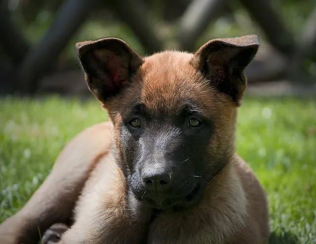 Belgian Shepherd Puppy Growth Chart