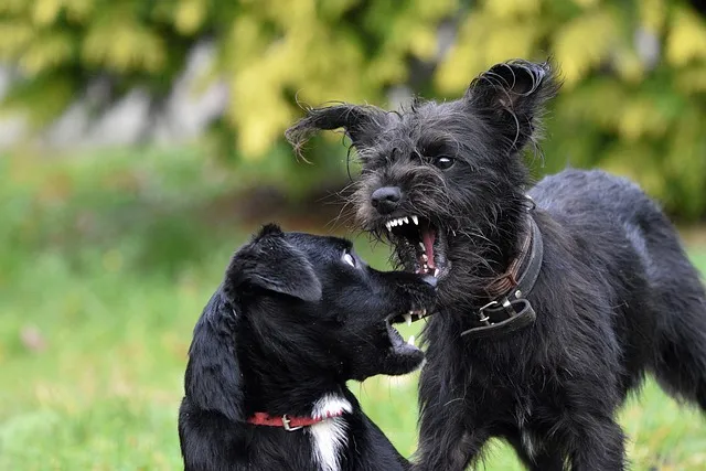 how to stop a dogs aggression