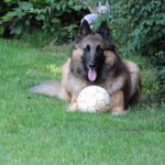 Belgian Tervuren Allergies