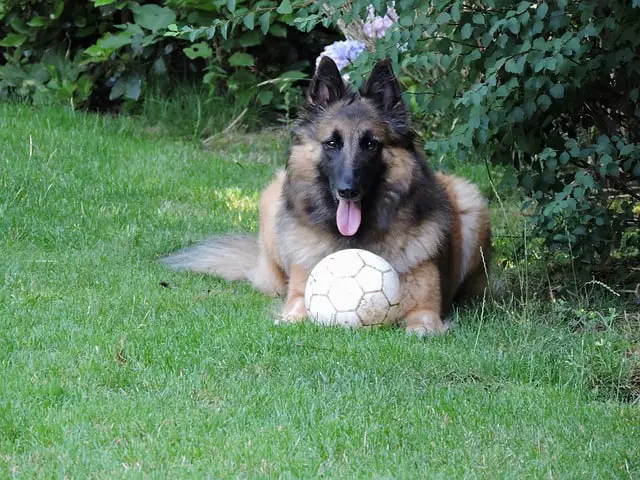 Belgian Tervuren Allergies