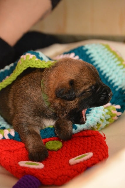 Belgian Shepherd Puppy Feeding