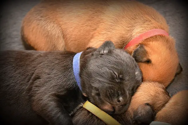 Belgian Shepherds Puppies