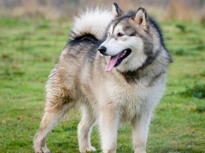 Siberian Husky Appearance