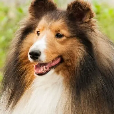 What sheltie dogs