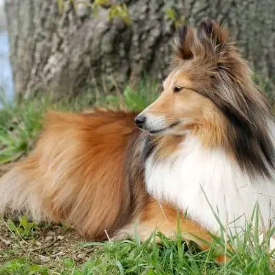 Shelties Temperament and Personality