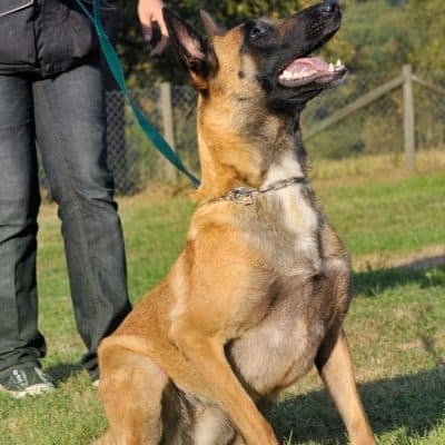 Why do Belgian Malinois Bark?