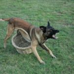 belgian malinois barking