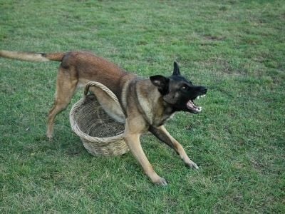 belgian malinois barking