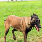 Belgian Malinois Ear Problems