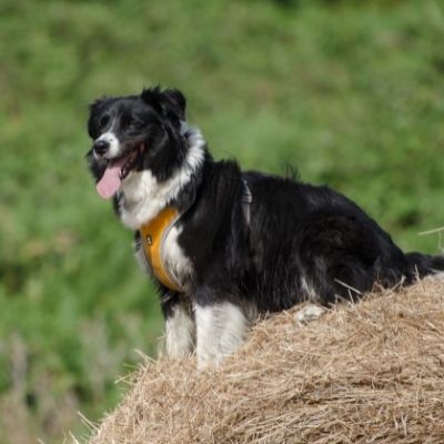 Symptoms of Food Allergy in Border Collies