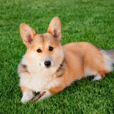 how to reduce shedding in corgis