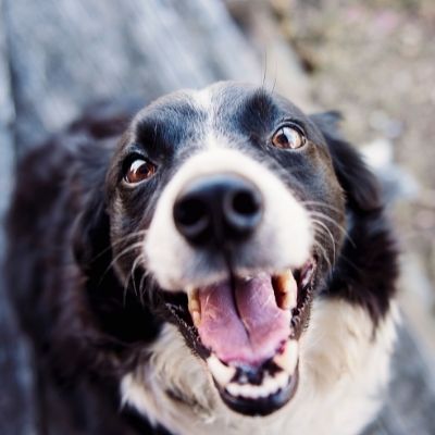 Do Border Collies Have Health Problems?