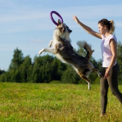 Border Collie Temperament