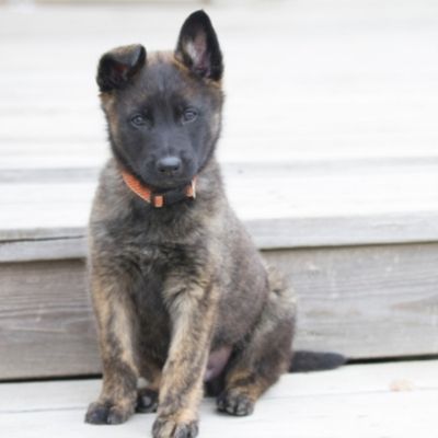 Dutch Shepherd Puppy Feeding Chart