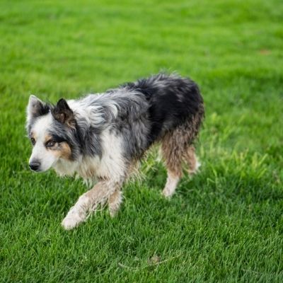 Australian shepherd Skin Problems