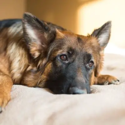 Why Do German Shepherds Have Sensitive Stomachs?