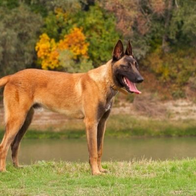 Belgian Malinois Temperament