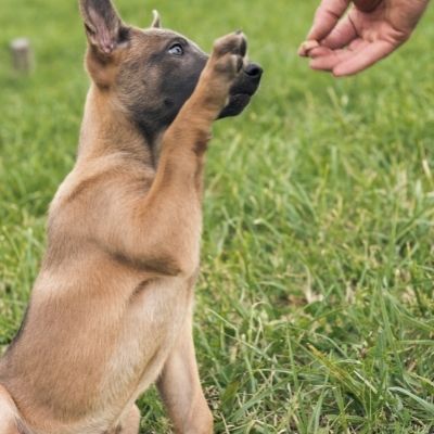 Belgian puppies characteristic