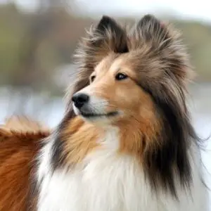 common sheltie health issues