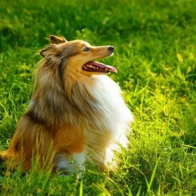 What diseases are shelties prone to