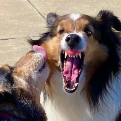 Behavioral Problems In Shelties