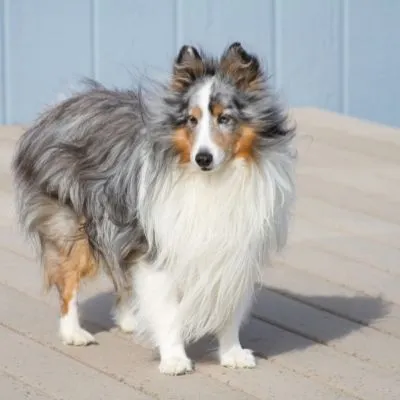 Do blue merle shelties have blue eyes?