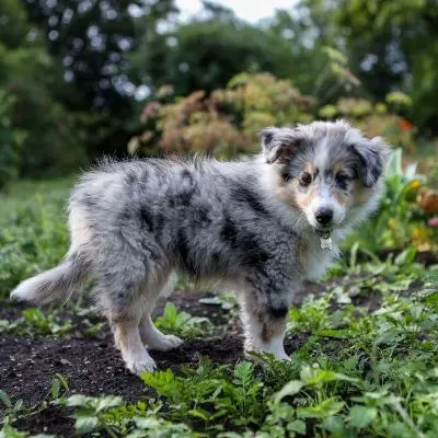 What is a blue merle sheltie?