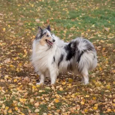 Do blue merle shelties have a genetic problem?