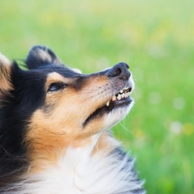 Why do shelties bark so much?