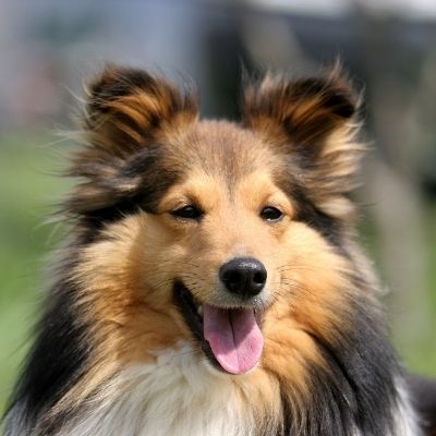 Shelties Barking