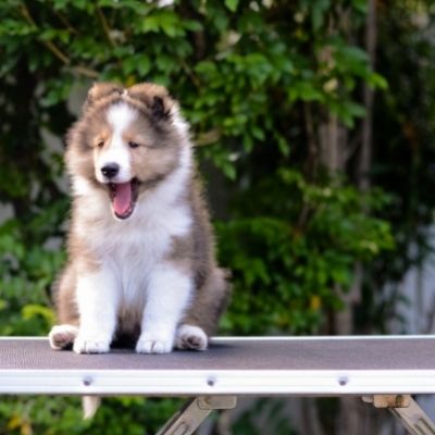 Sheltie puppy growth stages