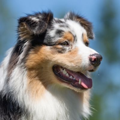 Australian shepherd ears