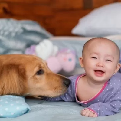 how to calm a dog down around a baby