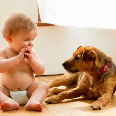 Signs your Dog is Jealous of your Baby