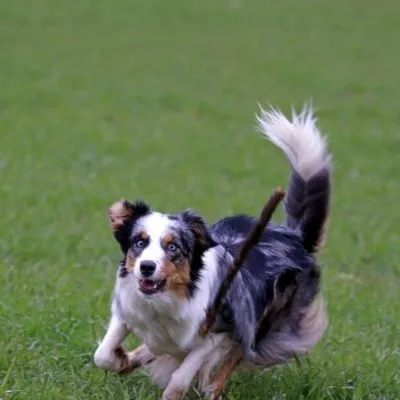 australian shepherd hip dysplasia prevention